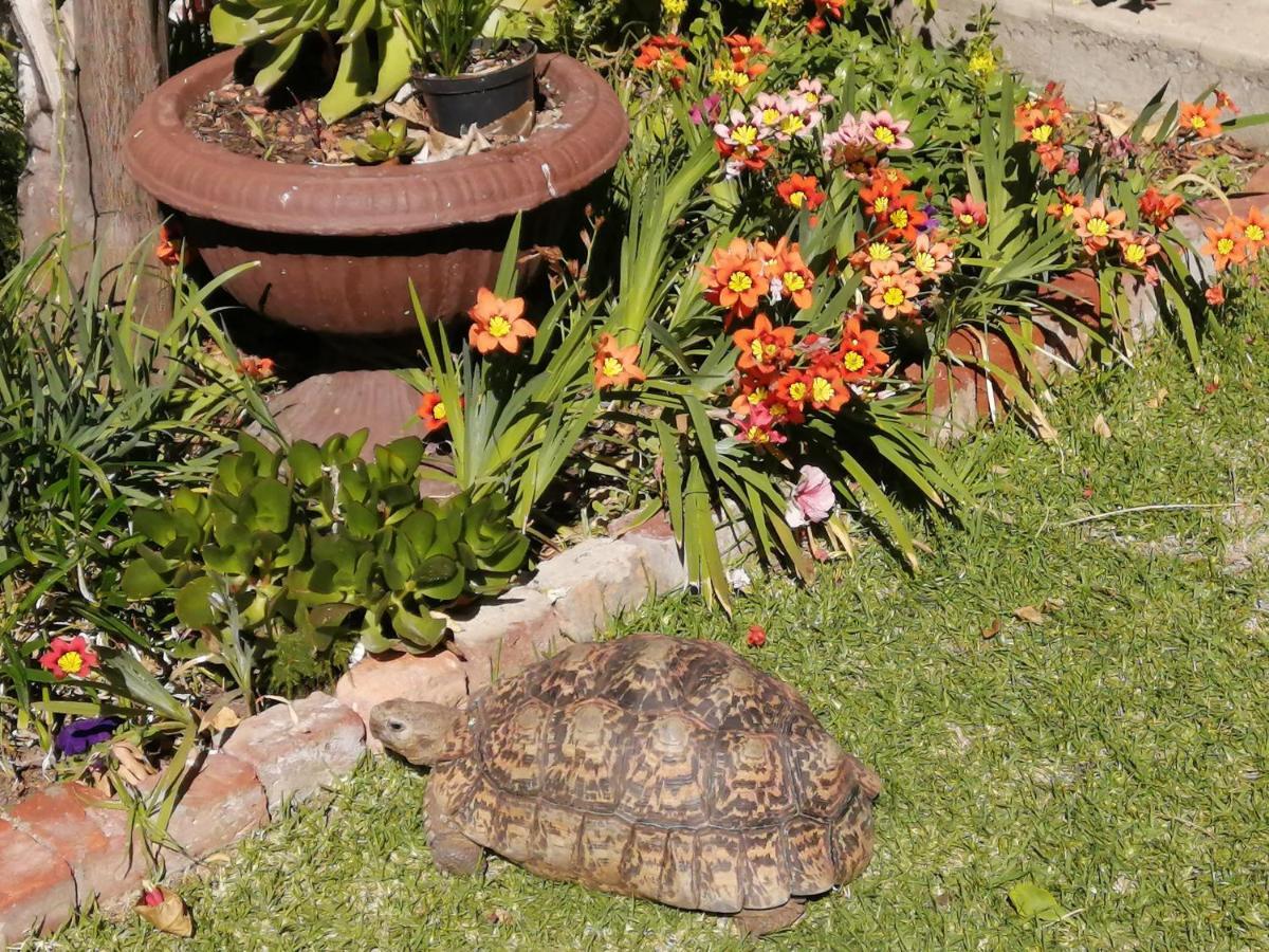 Squirrels Corner Bed & Breakfast Montagu Luaran gambar