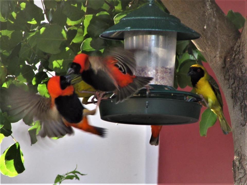Squirrels Corner Bed & Breakfast Montagu Luaran gambar